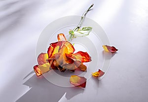 A dried wilted rose with faded petals fallen on white table 1