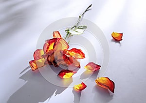 A dried wilted rose with faded petals fallen on white table 2