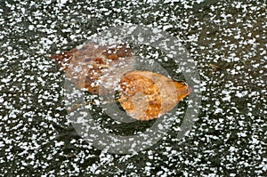 Dried winter leaves in frozen lake