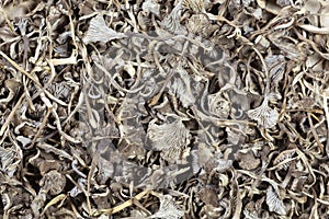 Dried winter mushrooms, Craterellus tubaeformis