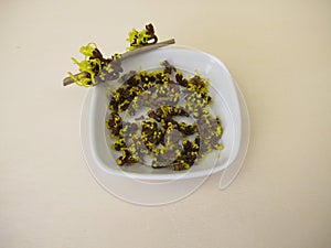 Dried witch hazel flowers with calyx photo