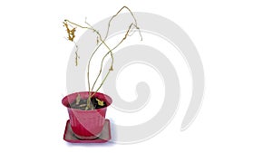 Dried and Withered Plants in a Flower Bot on White Background. photo