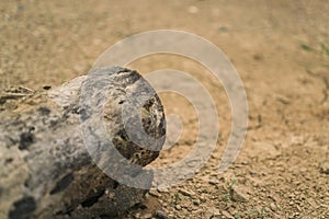 Dried wood in arid lands