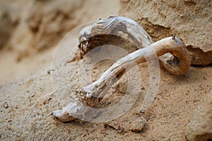 Dried wood snag in the sand closeup