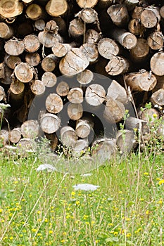 Dried wood stack with green and flowers as biodiversity, forefront photo