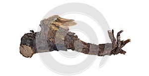 dried wooden root snag isolated on white