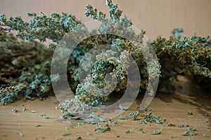 Dried wormwood closeup