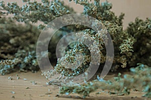 Dried wormwood closeup