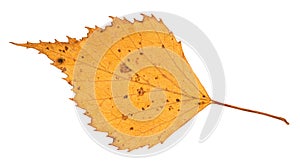 Dried yellow autumn leaf of birch tree cut out