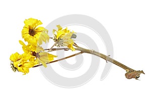 Dried yellow beautiful chrysanthemum flower isolated on white background