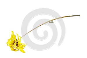 Dried yellow chrysanthemum flower isolated on white background