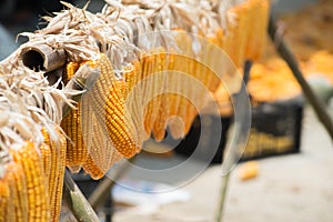 Dried yellow corn pods dried