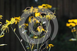 Dried yellow daisies