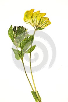 Dried yellow flower