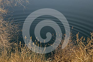 Dried yellow grass on the background of water with diverging circles