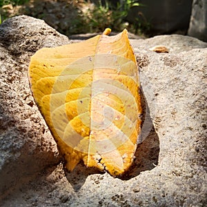 Dried yellow guava leaves fall on the stone