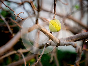 Dried Yellow Lime Hanging on The Dead Tree