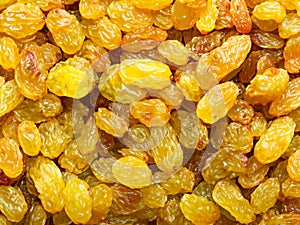 dried yellow raisins background. macro shot