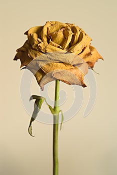 Dried yellow rose