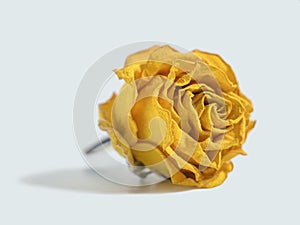 Dried yellow rose flower head