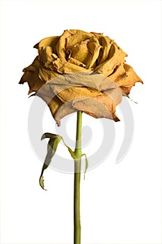 Dried yellow rose isolated