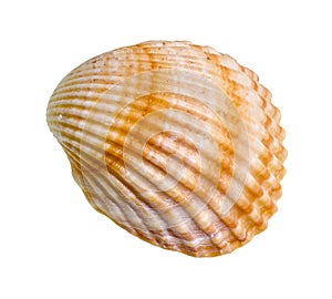 dried yellow shell of cockle cutout on white
