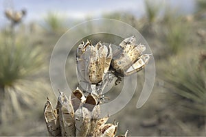Dried Yucca Seed Pods Yucca angustissima
