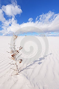Dried Yucca at White Sands National Monument