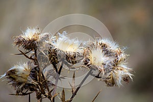 driedgrass in autmn field