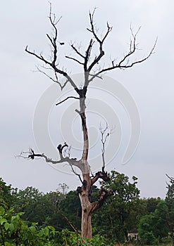 A driest tree