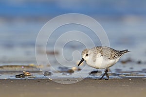 Drieteenstrandloper, Sanderling, Calidris alba