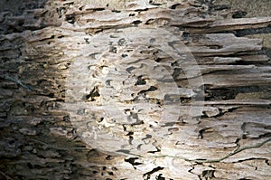 Drift Wood