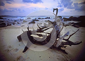 Drift wood on the beach