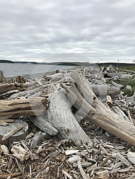 Drift wood