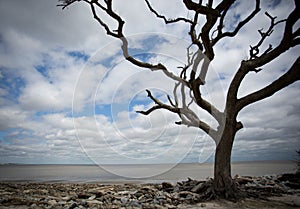 Drift wood beach