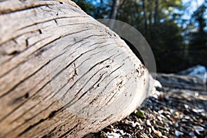 Drift wood