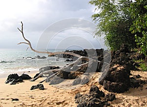 Drift Wood on Lava Rocks and Sand