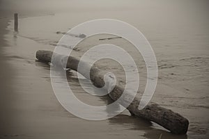 Drift wood laying in the sand on the beach - stock photo