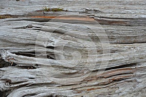 Drift wood log detail at an Oregon beach 1