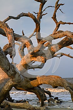 Drift wood at the ocean beach.