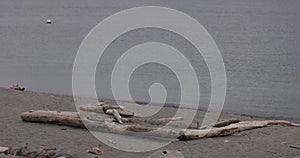 drift wood on a sandy beach with small waves aproaching