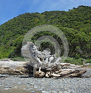 Drift Wood Sculpture on Kapiti Island Beach New Zealand