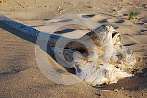 Drift wood on shore of Lake Michigan