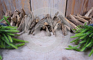 Drift wood at wooden background, decoration, maritime items, sea objects and cactus plants with copy space for your own text