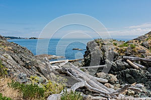 Guidare foresta lungo roccioso costa da Pacifico Oceano più vicino britannico 