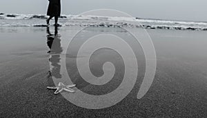 A drifted starfish along the sea shore