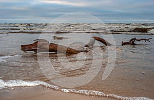 Drifted to the beach after a severe storm. Beautiful romantic photo. Can be used as background