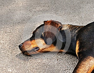 Drifter yellow and black dog sleeping on asphalt photo