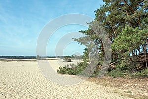 Drifting sand in nature reserve Mosselse zand.