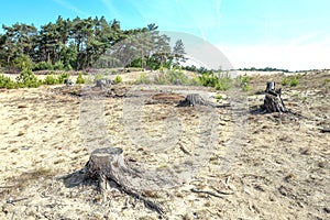 Drifting sand in nature reserve Mosselse zand.